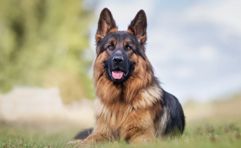 Deutscher Schäferhund (Symbolfoto=