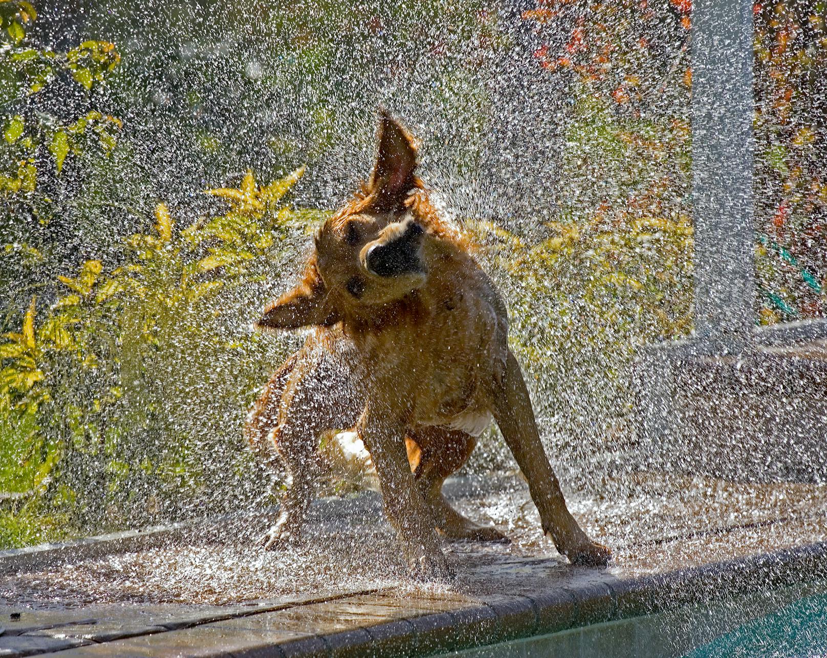Saukomisch! Wenn Hunde ihr nasses Fell ausschütteln, entstehen die lustigsten Schnappschüsse.