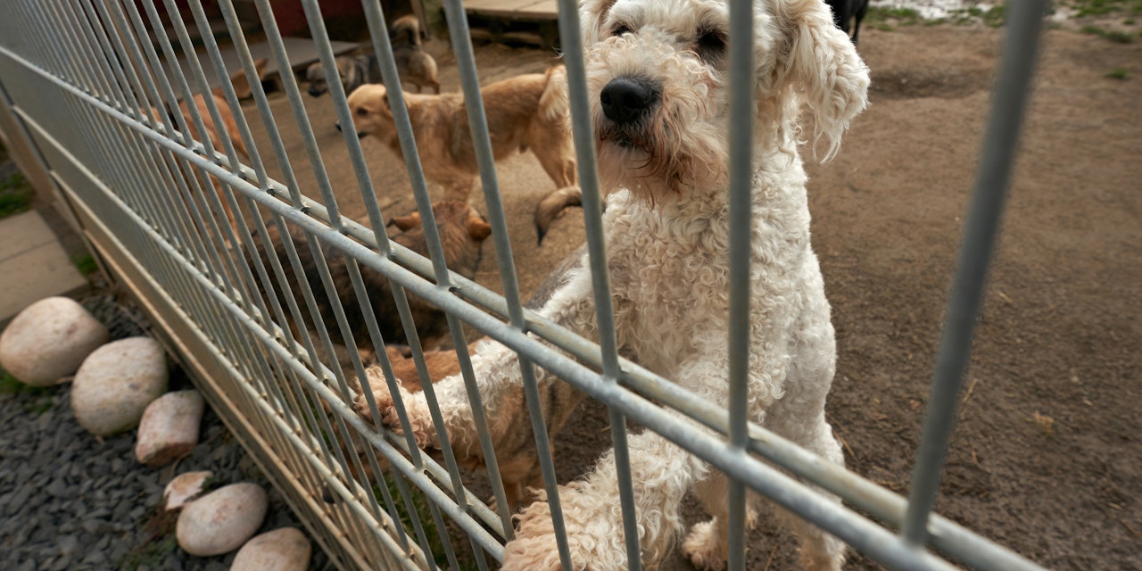 TierheimHunde 5 Mythen aufgeklärt heute.at 100089076 Diashow