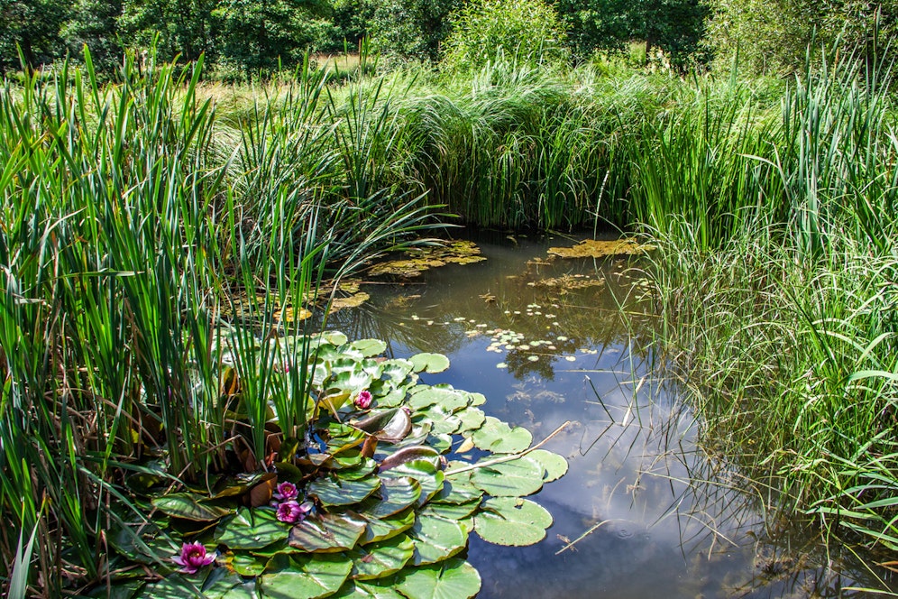 Ein kleiner Bub fiel in einen Gartenteich und war fünf bis zehn Minuten mit dem Kopf unter Wasser.<br>