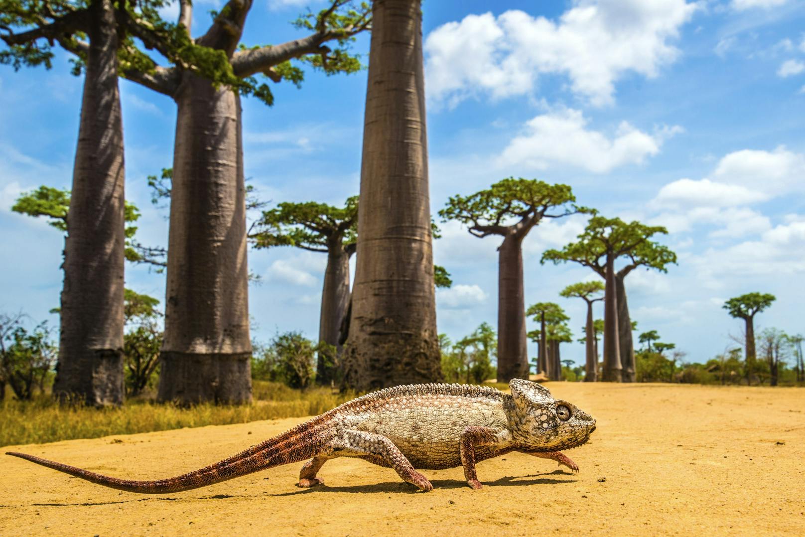 Es ist wahr: Das größte Chamäleon der Erde ist mit diesem Winzling verwandt: Das Riesenchamäleon, ebenfalls aus Madagaskar.