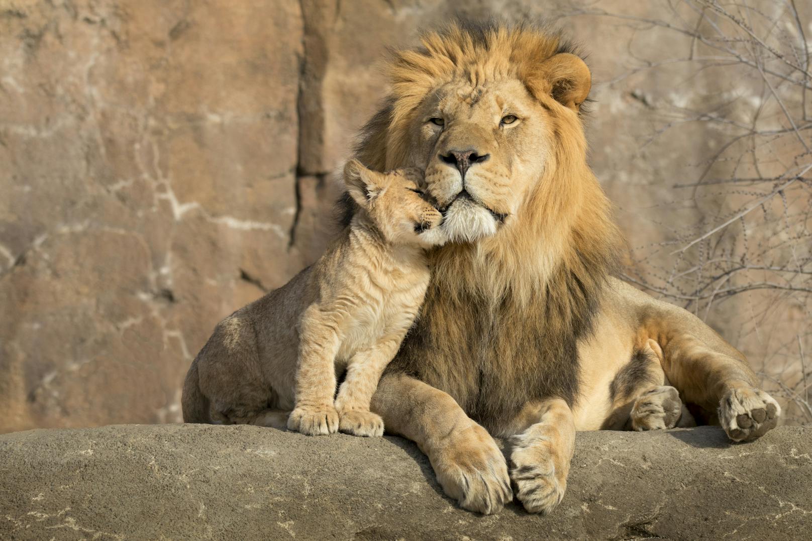 Löwen-Männchen hingegen haben eine zweifelhafte Vaterrolle. Sie sind bekannt dafür, fremde Löwenjunge zu töten, damit die Löwin schneller bereit für "ihren" Nachwuchs ist. Was brutal klingt, macht aus Sicht der Löwen, die in einer kargen Umgebung überleben müssen, Sinn.