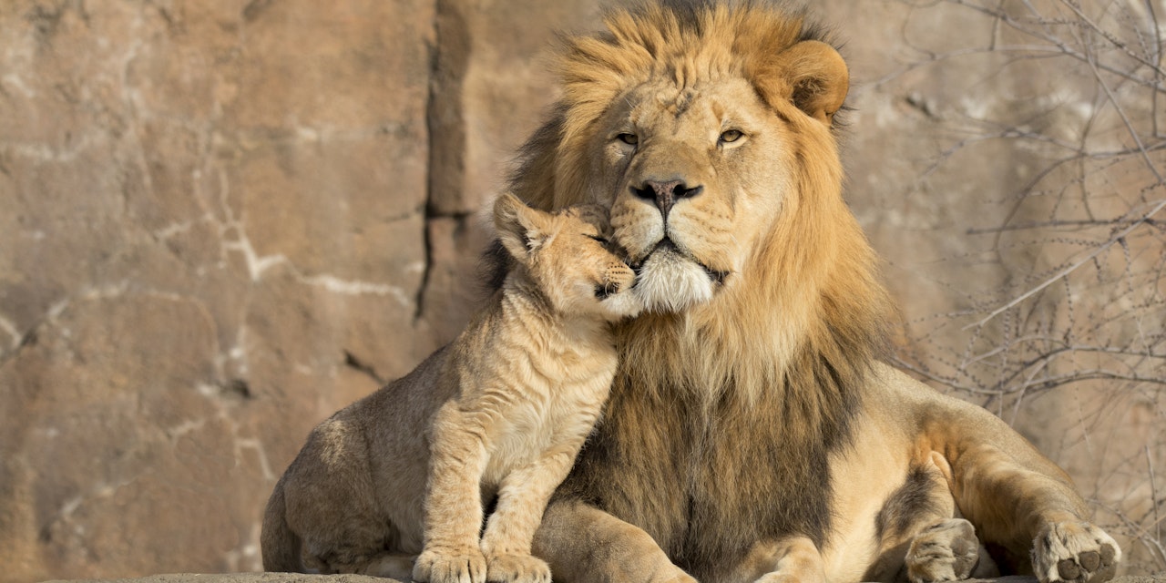 10 Tier-Väter mit ihren Kindern – Tiere | Heute.at