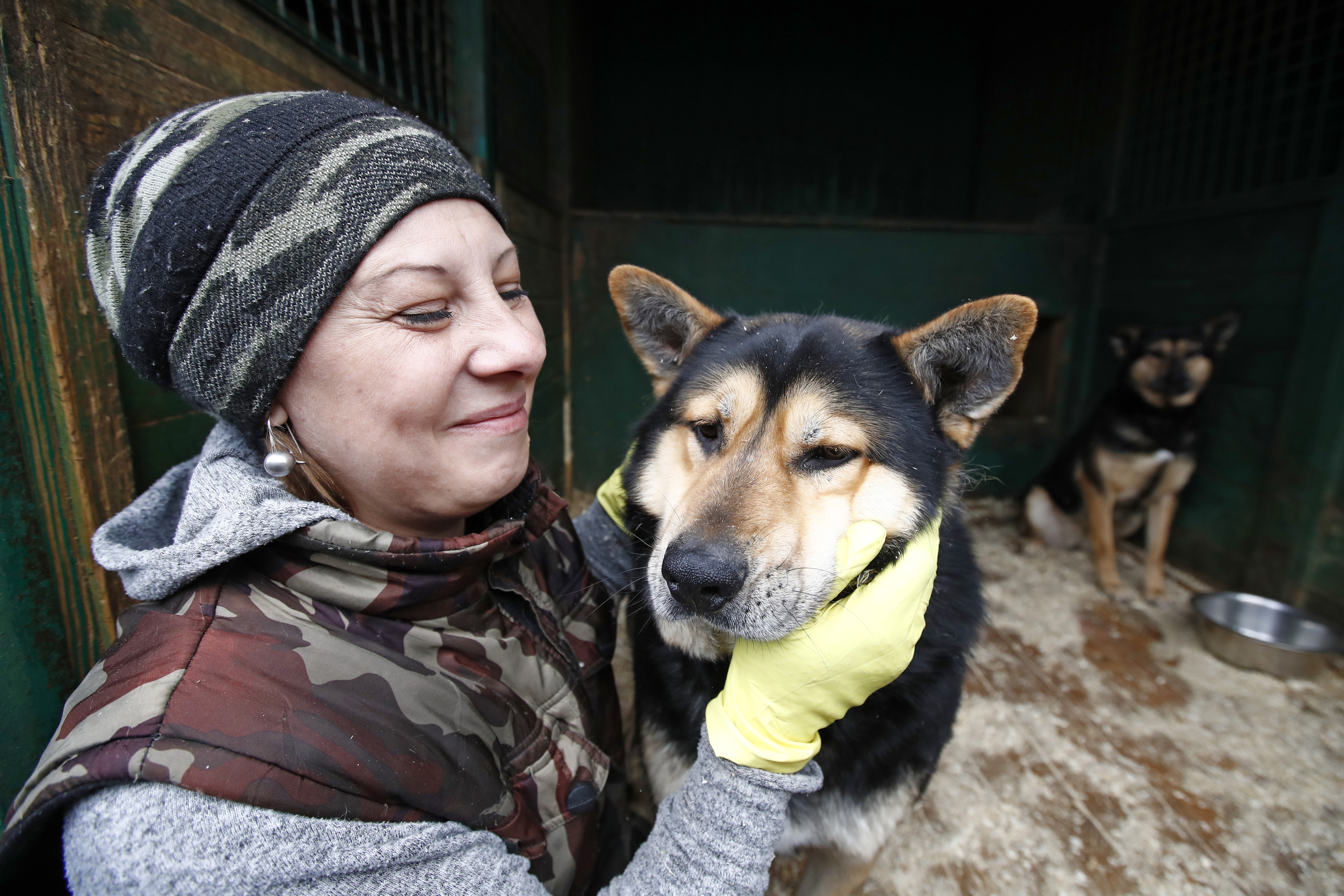 5 Mythen über Tierheim-Hunde, die nicht stimmen 5 Mythen über Tierheim-Hunde, die nicht stimmen
