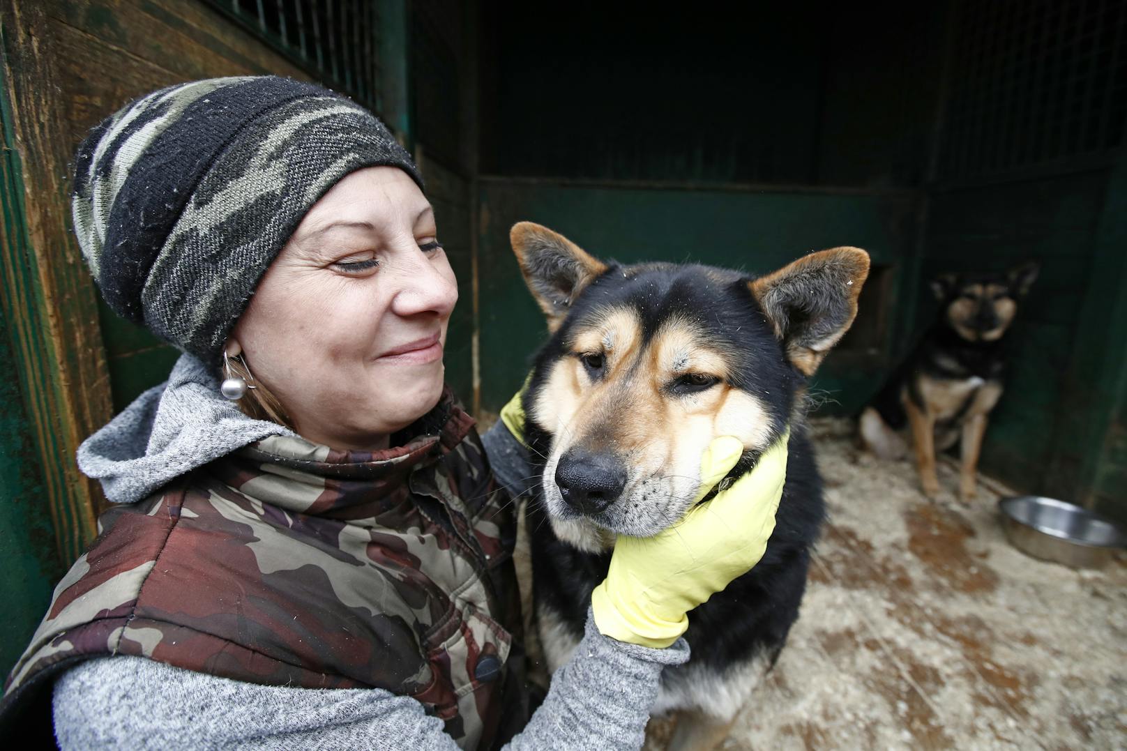 "Rescue Dogs" oder gerettete Hunde sind oft die besten Haustiere, die man haben kann.