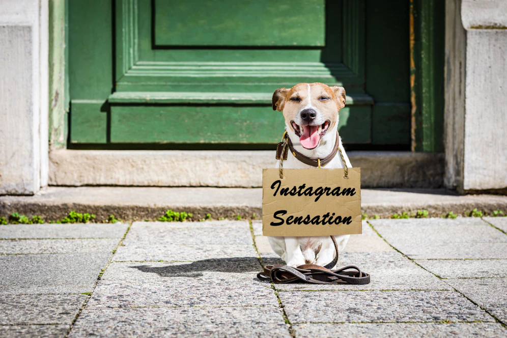 Hund mit Protestschild? Diese Idee geht auf Instagram gerade voll ab.