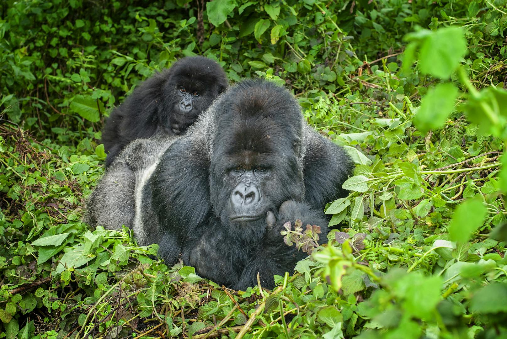 Männliche Gorillas (Silberrücken) sind oft das Oberhaupt einer 30-köpfigen Truppe. Sie mögen furchteinflößend aussehen, haben aber eine Schwäche für ihren Nachwuchs. Man kann sie bei der Fellpflege oder beim Spielen mit den Kleinen beobachten.