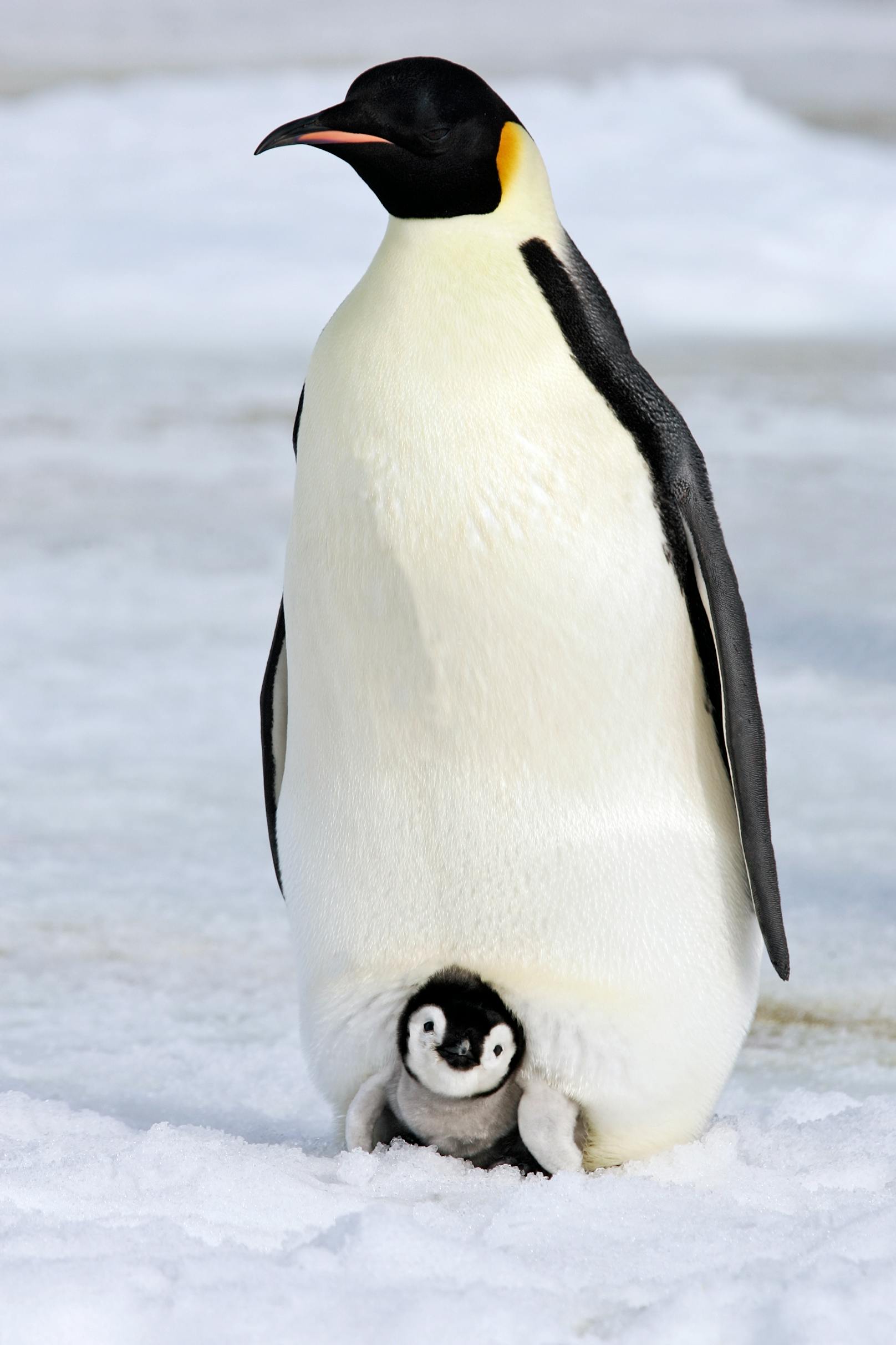 Bei den Kaiserpinguinen in der Antarktis kümmern sich ausschließlich die Männchen um den Nachwuchs. Hat das Weibchen erst einmal das Ei gelegt, brütet es der Mann und füttert anschließend seinen Nachwuchs.