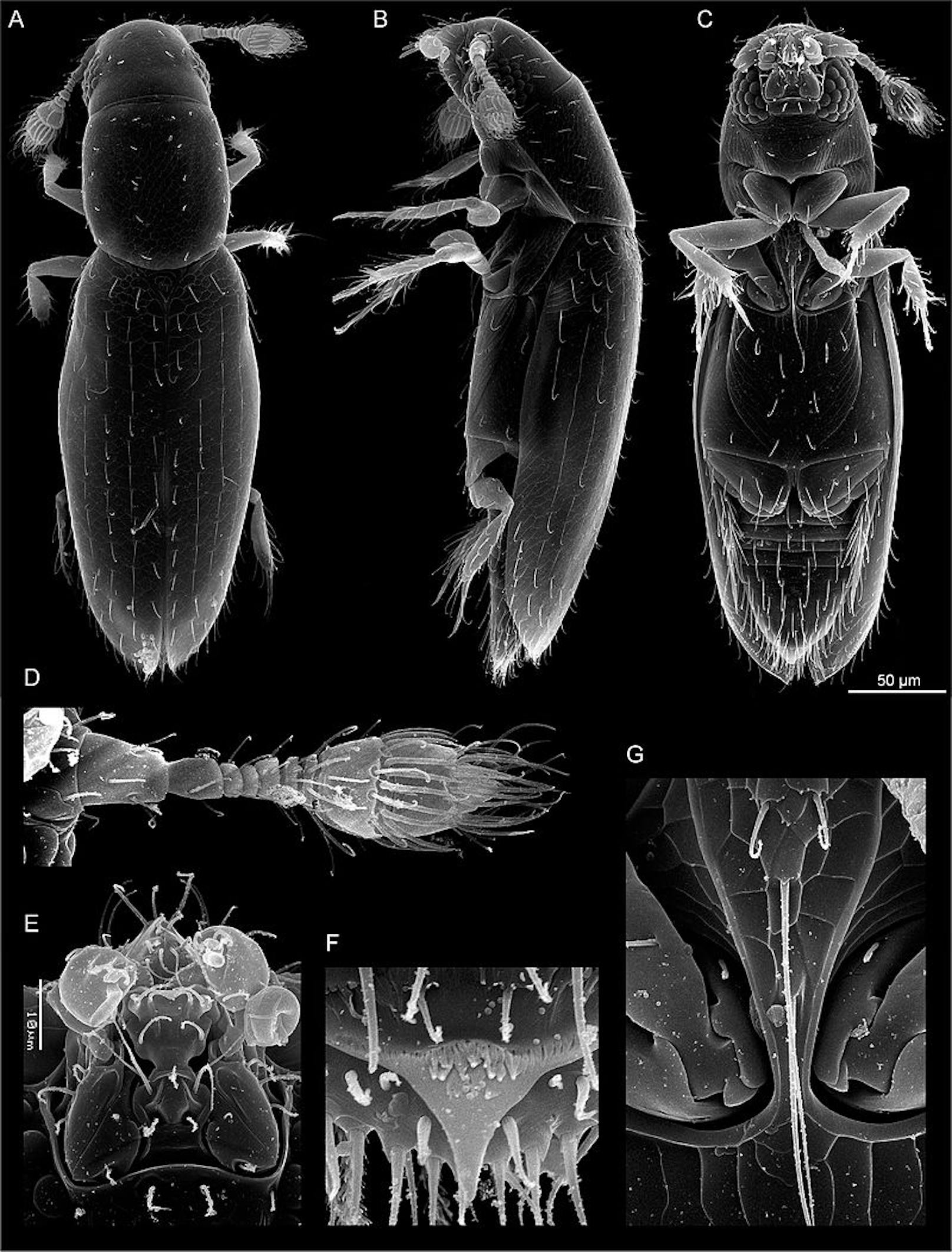 Den kleinsten Käfer der Welt kann man mit freiem Auge kaum erkennen. Es ist der&nbsp;Scydosella musawasensis und er misst gerade einmal 0,325 Milimeter. Damit ist er das kleinste lebensfähige Insekt überhaupt.