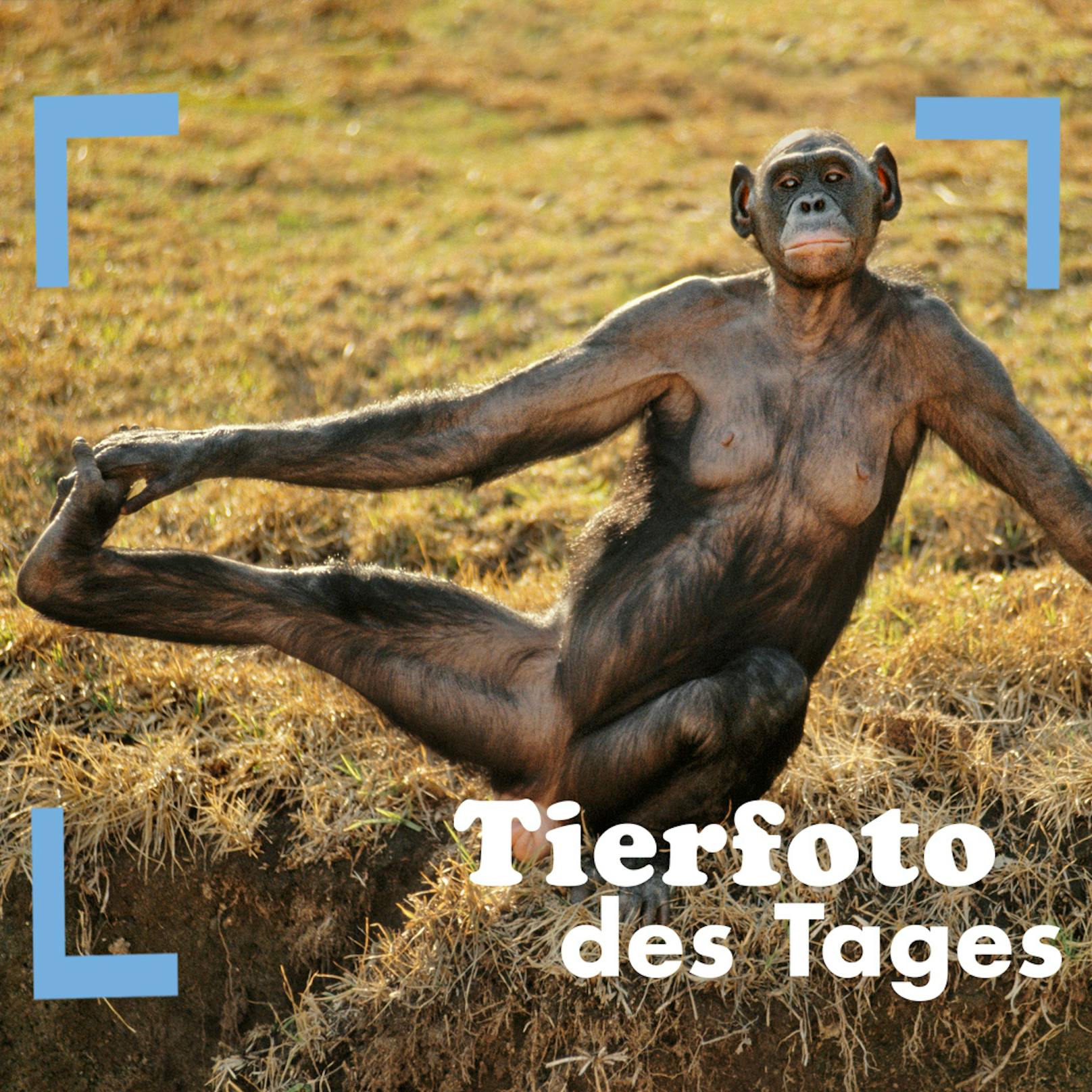 Bald ist Wochenende! Zeit für ein bisschen Yoga? Diese Bonobo-Dame macht's vor!