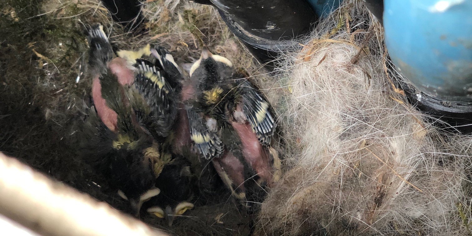 Die Küken im Inneren.