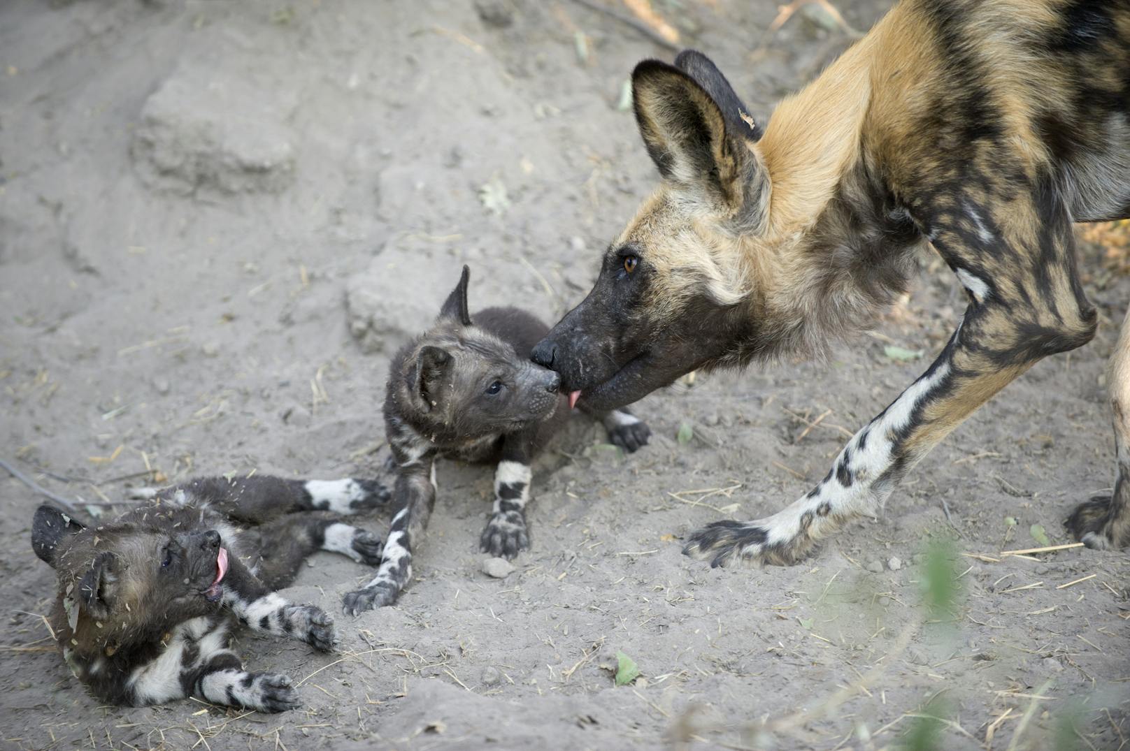 Die Rudel der Afrikanischen Wildhunde bestehen aus einem tierischen Power Couple und ihrem Nachwuchs, sowie weiteren, untergeordneten Erwachsenen. Der Vater packt mit an und stellt sicher, dass seine Jungen als Erstes zu fressen bekommen. Andere männliche Wildhunde werden als Babysitter eingeteilt.