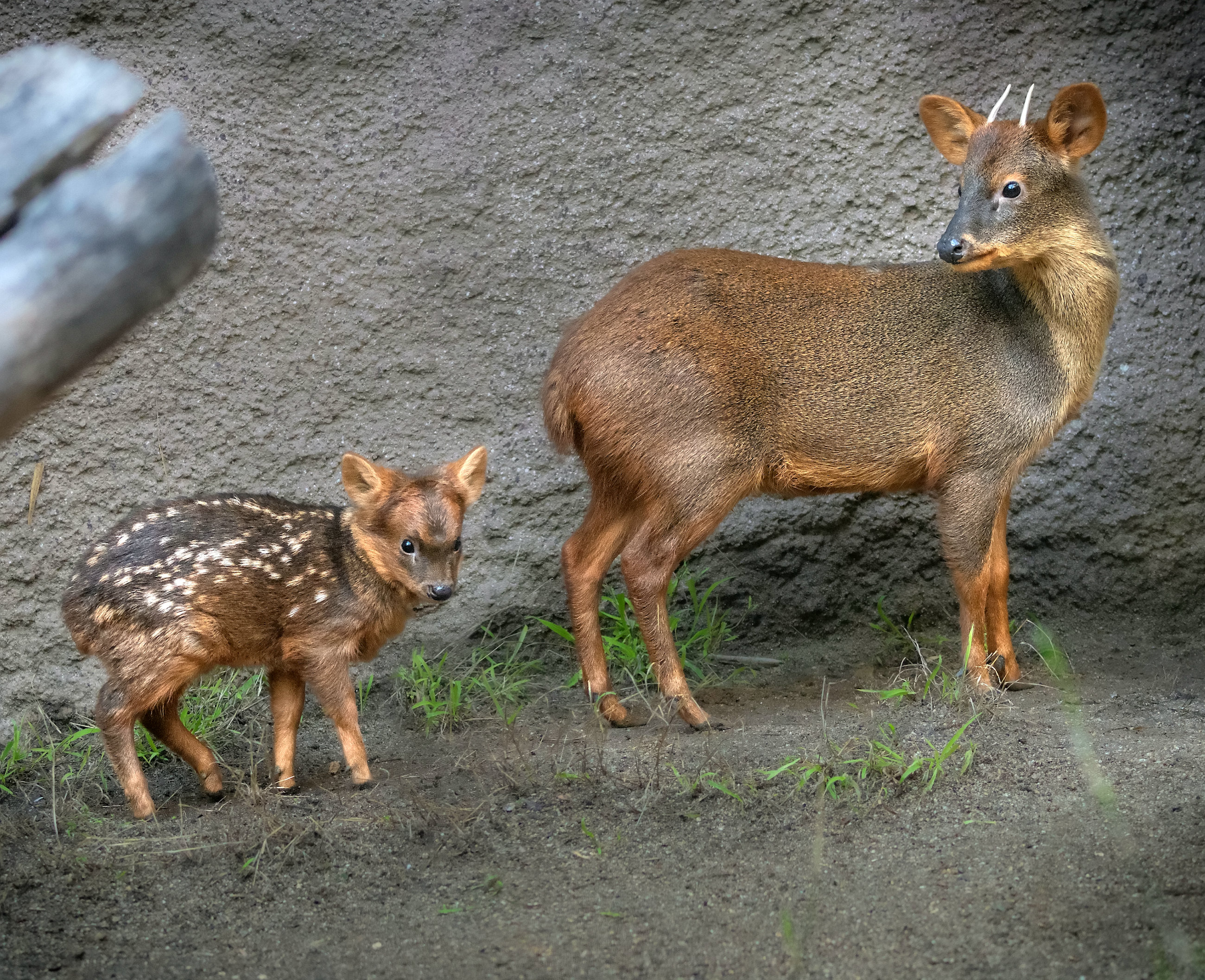 Groß und Klein: Irre, dass diese Tiere verwandt sind Groß und Klein: Irre, dass diese Tiere verwandt sind