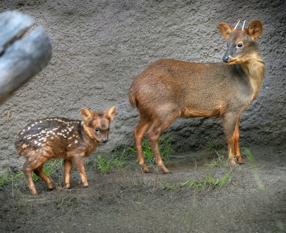 Groß gegen Klein: Unglaublich, dass diese Tiere verwandt sind.