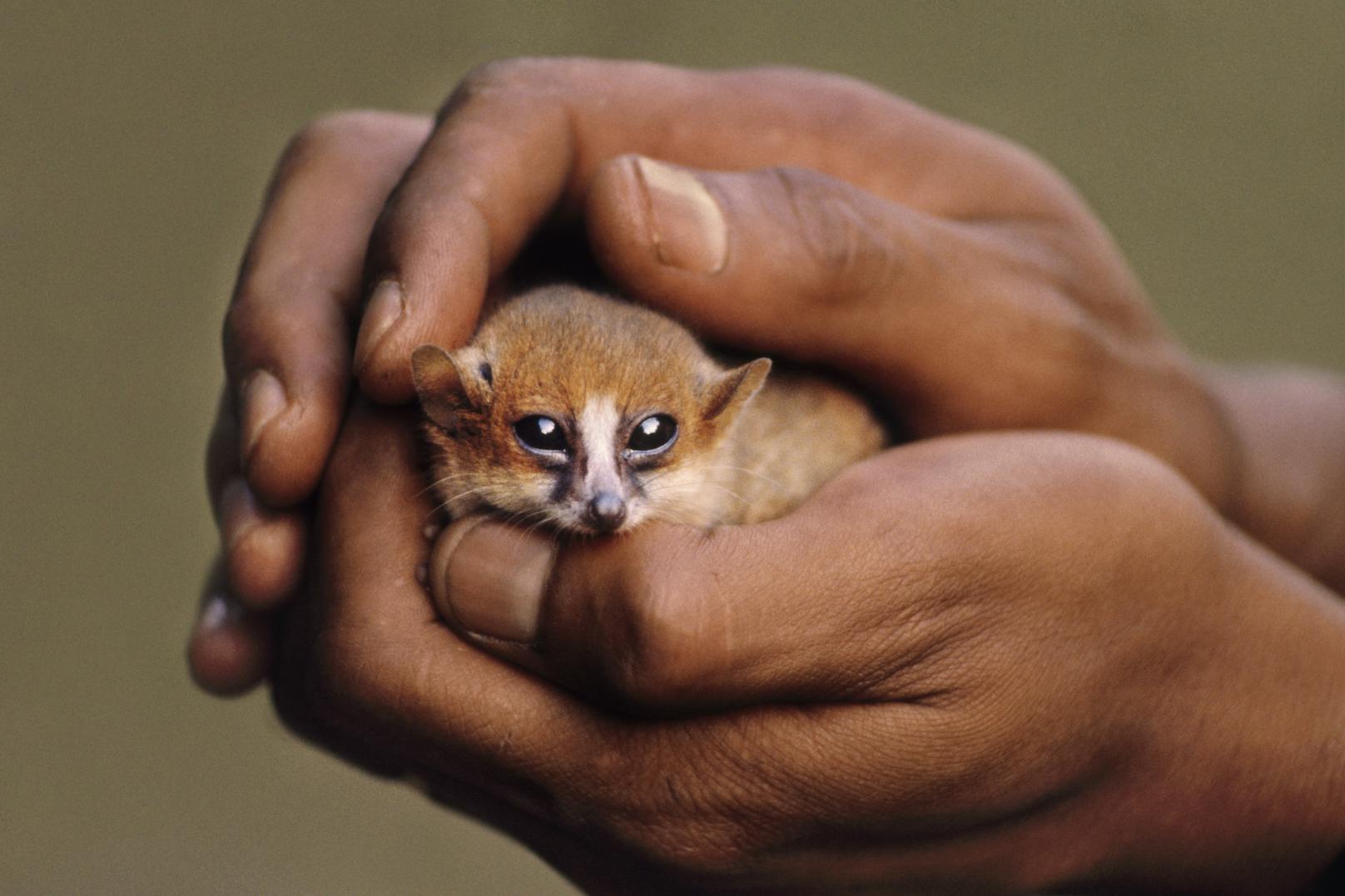 Kaum zu glauben aber wahr: Dieser kleine Berthe-Mausmaki aus Madagskar ist keine 10 Zentimeter groß und damit der kleinste Primat überhaupt. Verwandt ist er mit Riesen wie..