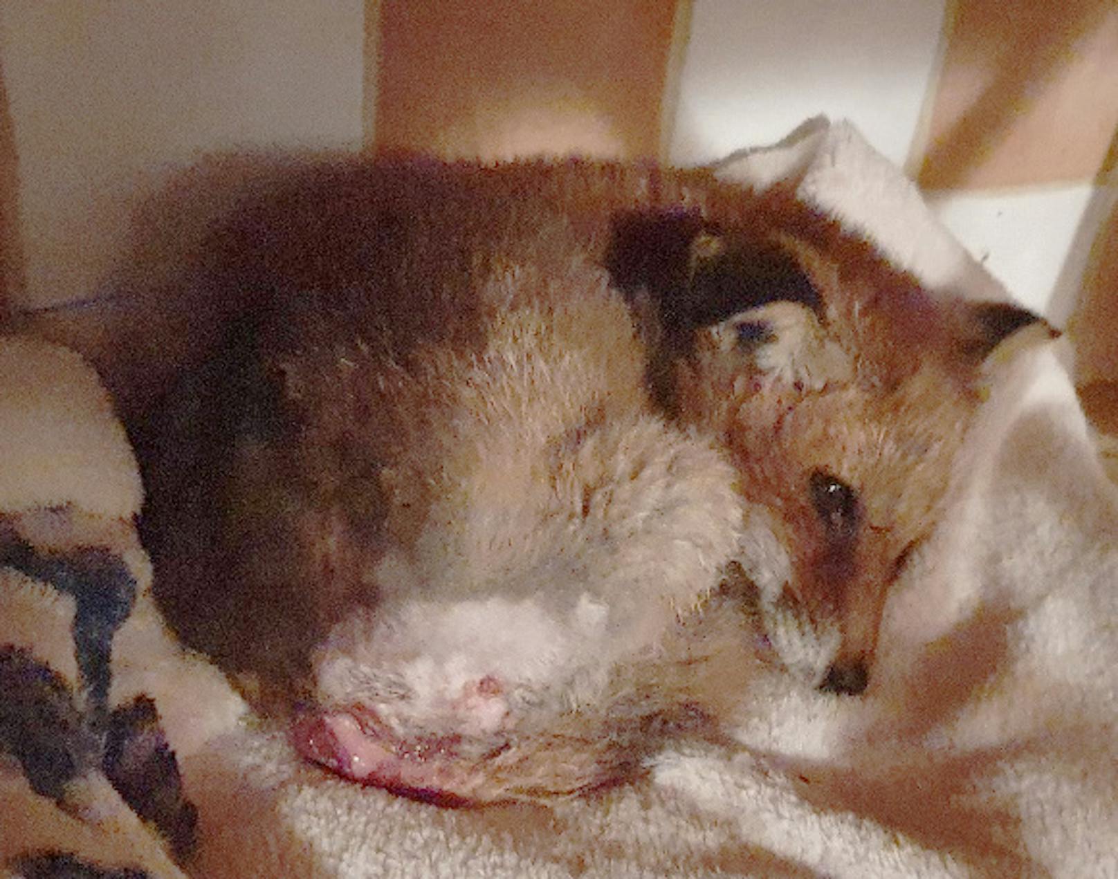 Das ist einer der Neuzugänge im Tierheim Schabenreiht: Fuchsmädchen "Macchiato".