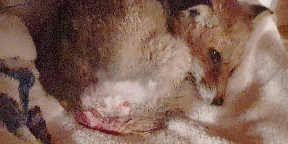 Vier Babys und ein Todesfall im Tierheim Schabenreith Vier Babys und ein Todesfall im Tierheim Schabenreith