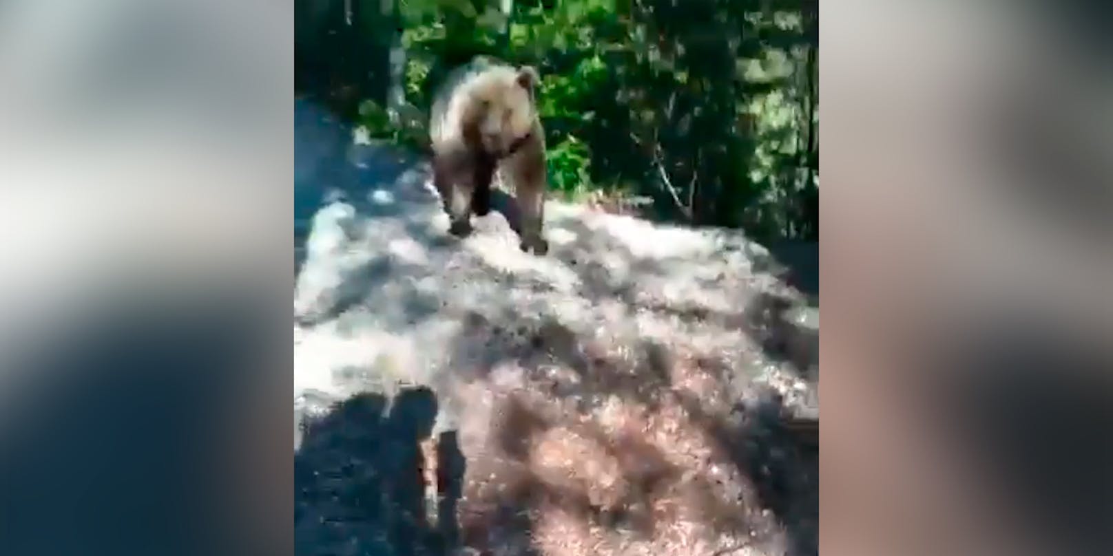 Bär verfolgt Südtiroler Wanderer auf Forstweg