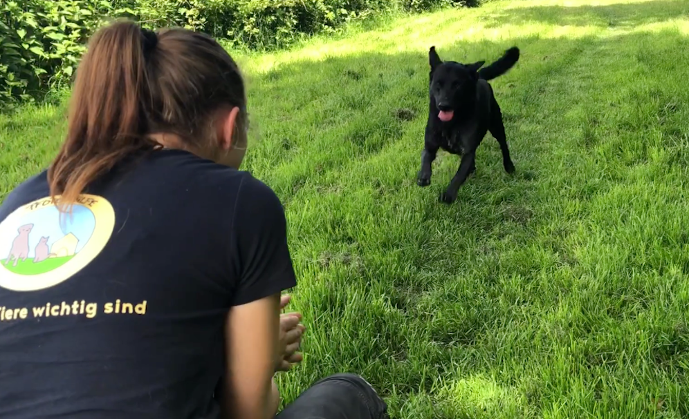 Nach seiner OP sucht Akko jetzt ein liebes Zuhause