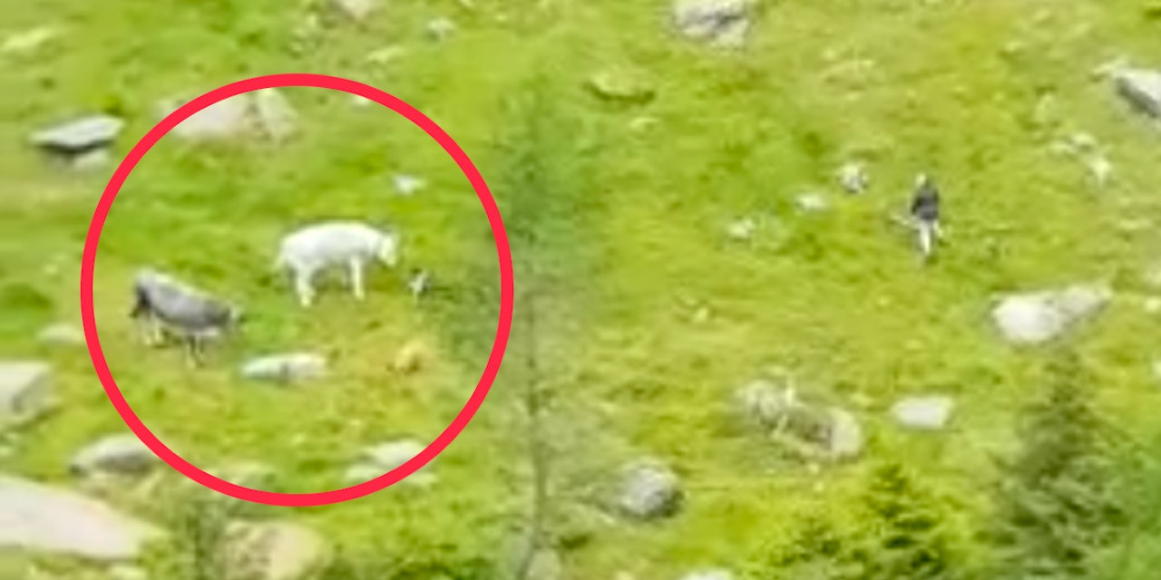 Heute.at - Hunde hetzen Kälber über Alm, Wanderin sieht hilflos zu