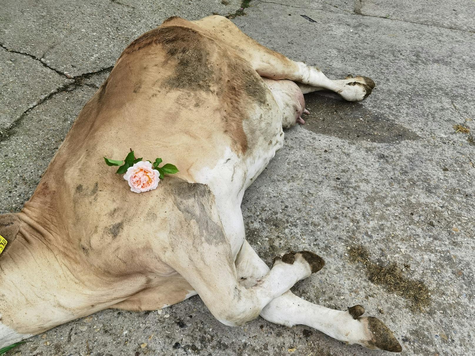 Achtlos weggeworfener Müll gelangte ins Futter von Viehzüchterin Irina Primbs aus Niederbayern. Gleich mehrere Kühe wurden von dem...