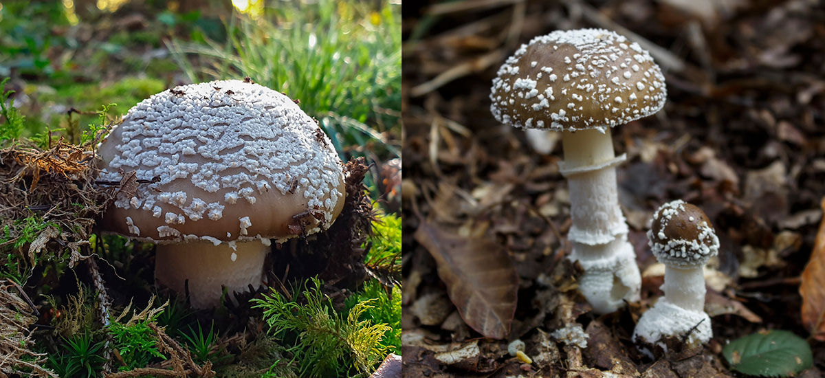 Perlpilz vs. Pantherpilz