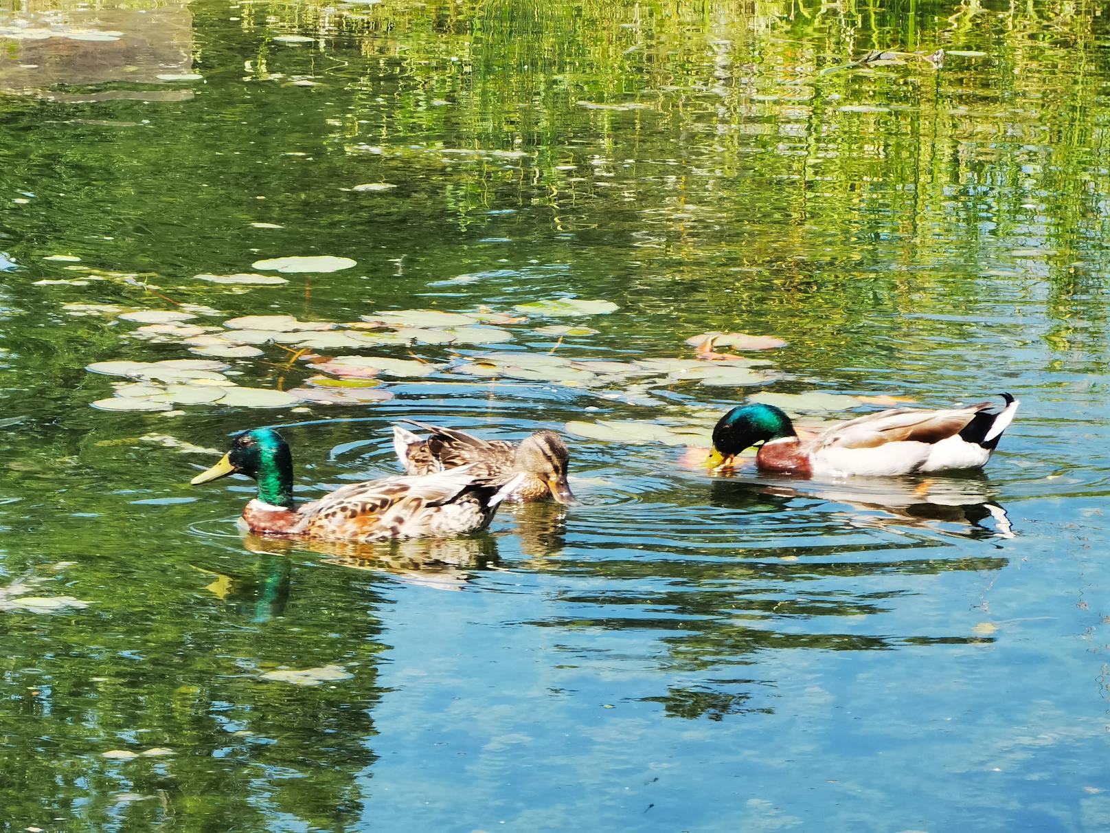 Nahaufnahme von Enten im Wasserpark in Wien-Floridsdorf