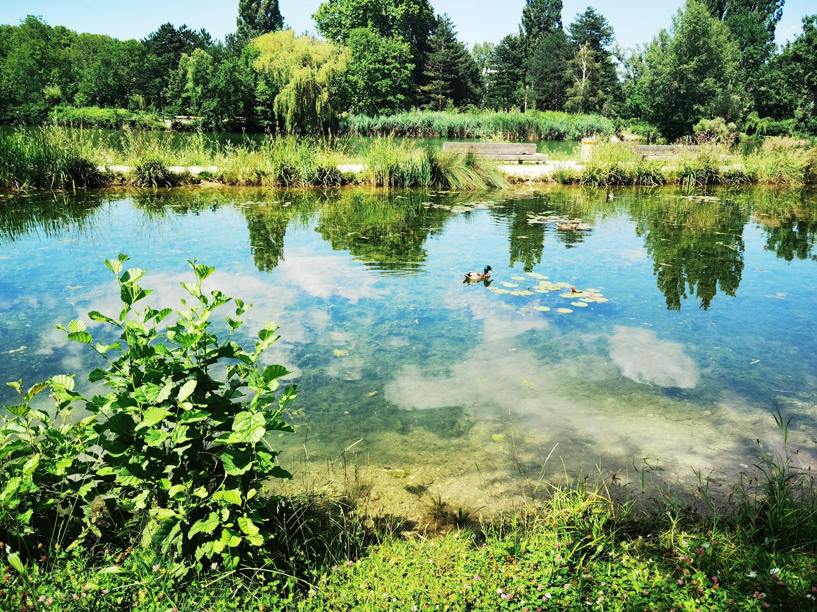 Enten im Wasserpark in Wien-Floridsdorf