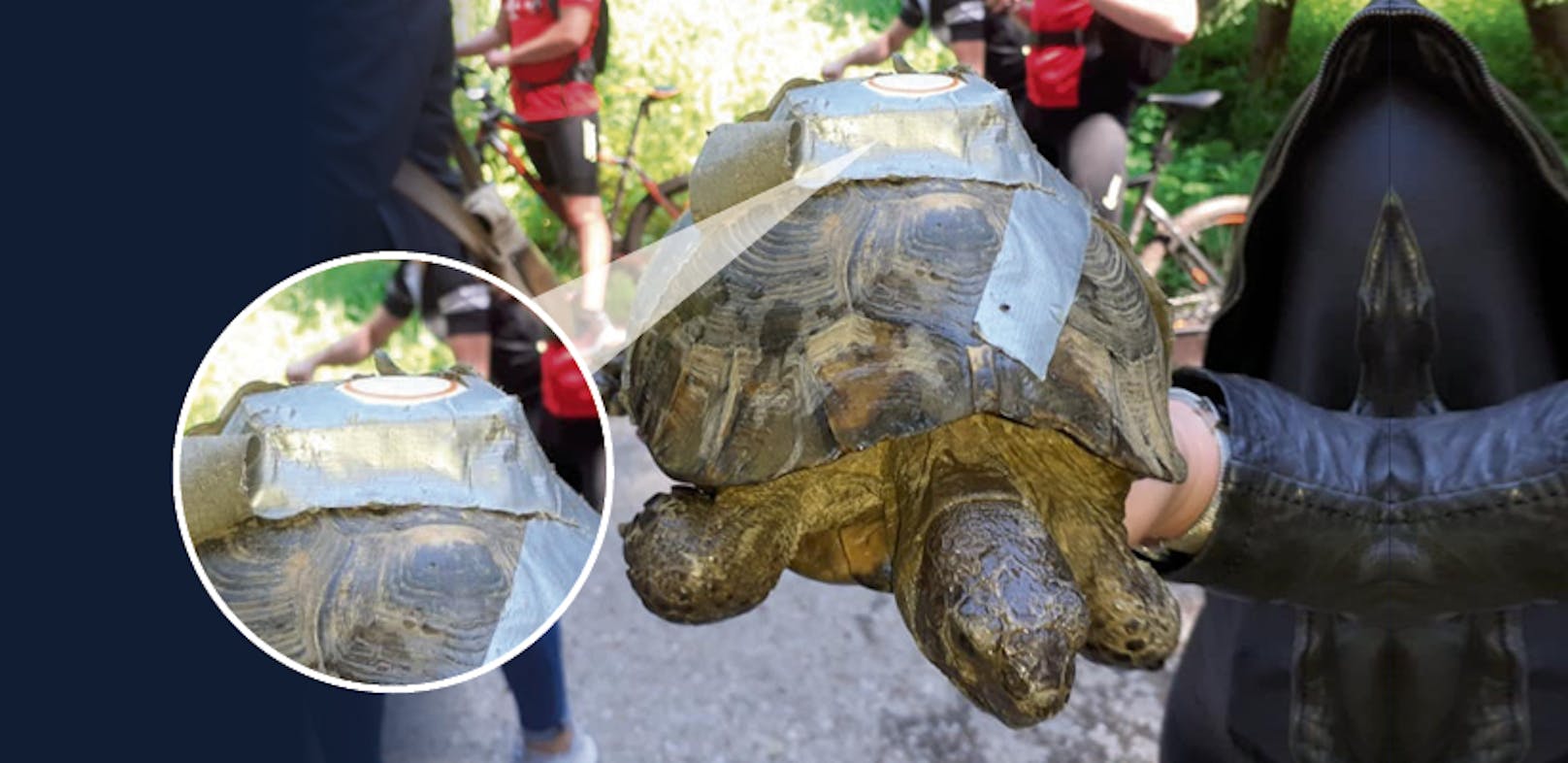 Schildkröte mit Peilsender auf Straße in OÖ entdeckt