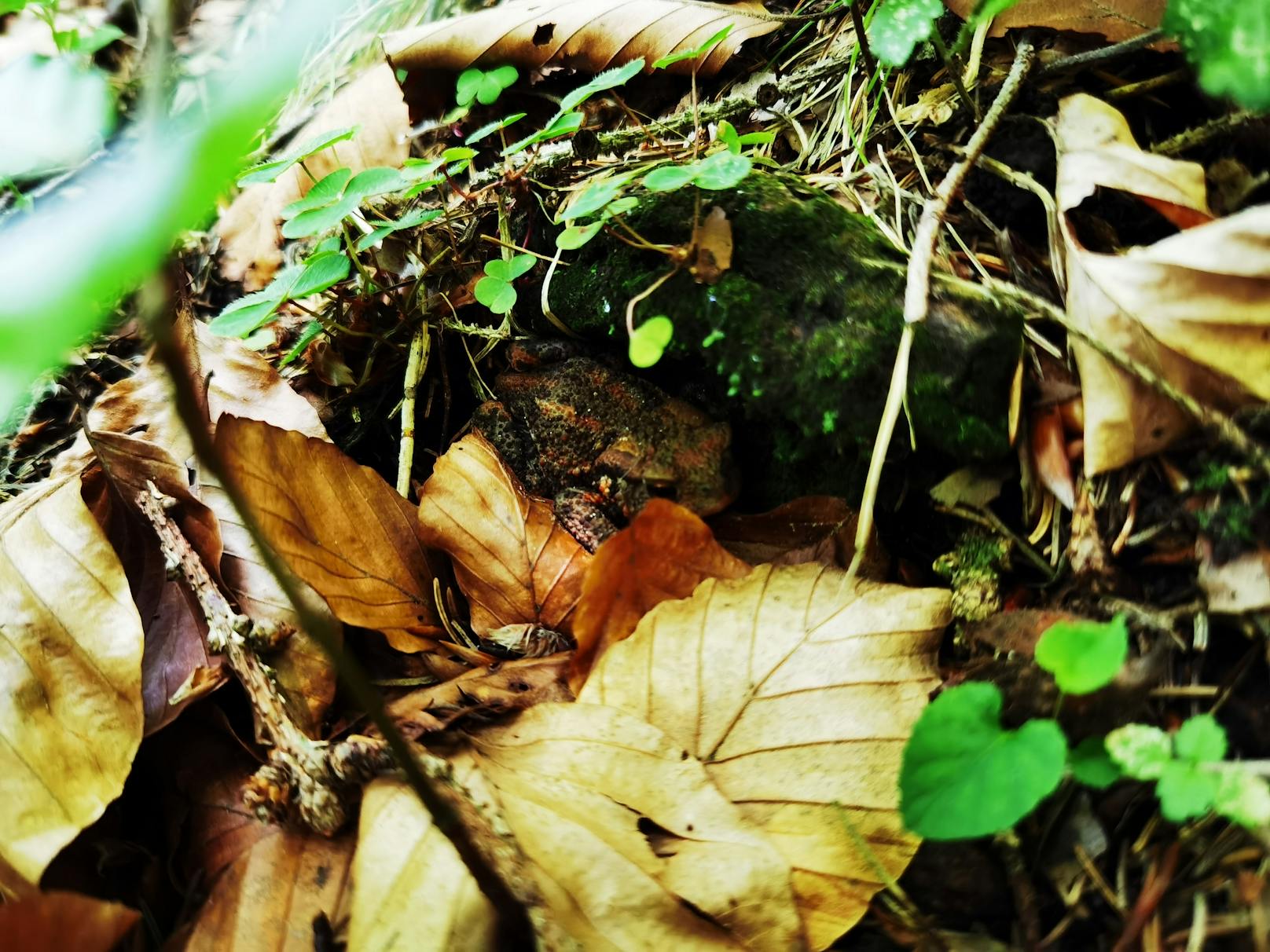 Meister der Tarnung: Auf der linken Bildseite versteckt&nbsp; sich hinter den Blättern eine kleine Kröte.