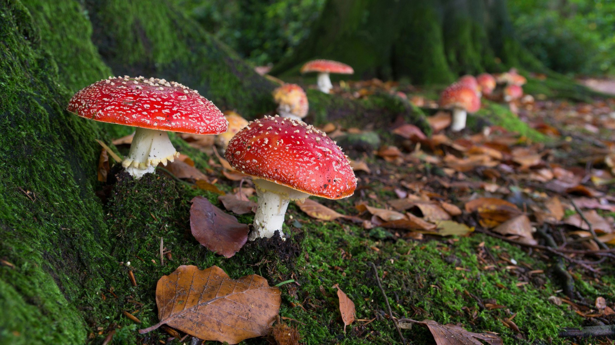 Fliegenpilz