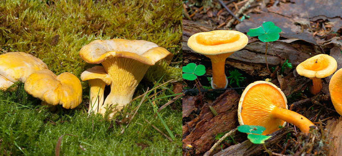 Die beliebten Eierschwammerl können schnell mit dem Falschen Pfifferling verwechselt werden.