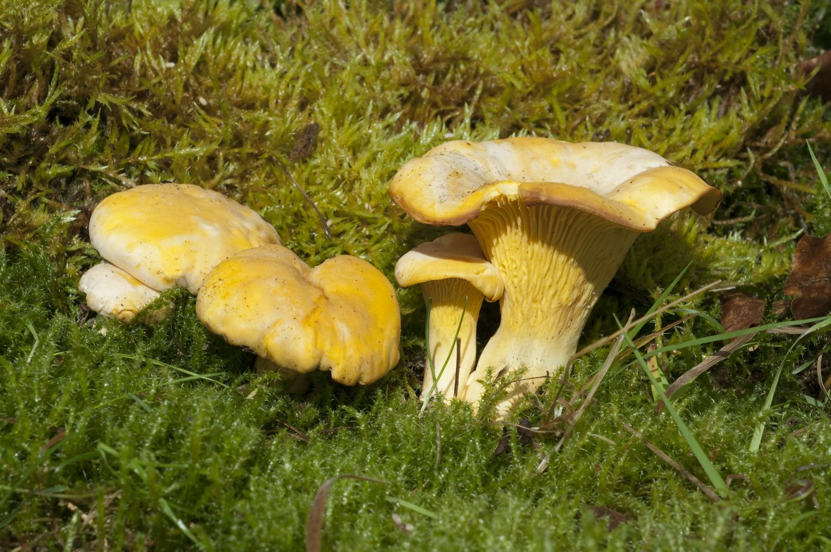 Viele Pilze und Schwammerl haben einen "bösen Zwilling".