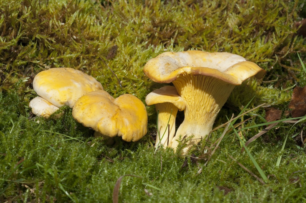 Viele Pilze und Schwammerl haben einen bösen Zwilling.