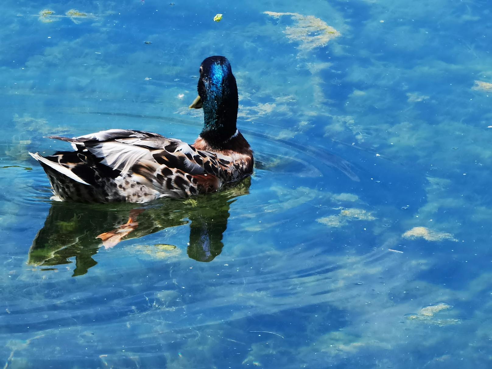 Nahaufnahme von Enten im Wasserpark in Wien-Floridsdorf