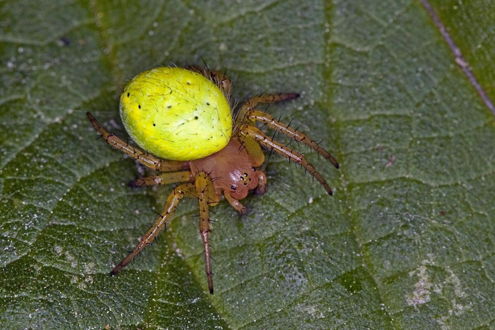 In Garsten wurde eine Frau von einer Spinne gebissen. Es dürfte sich um eine Kürbisspinne gehandelt haben.