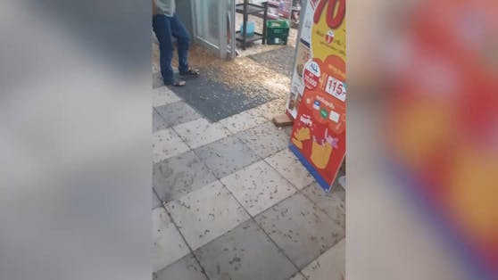 Die Insekten-Plage legte den Markt völlig lahm.