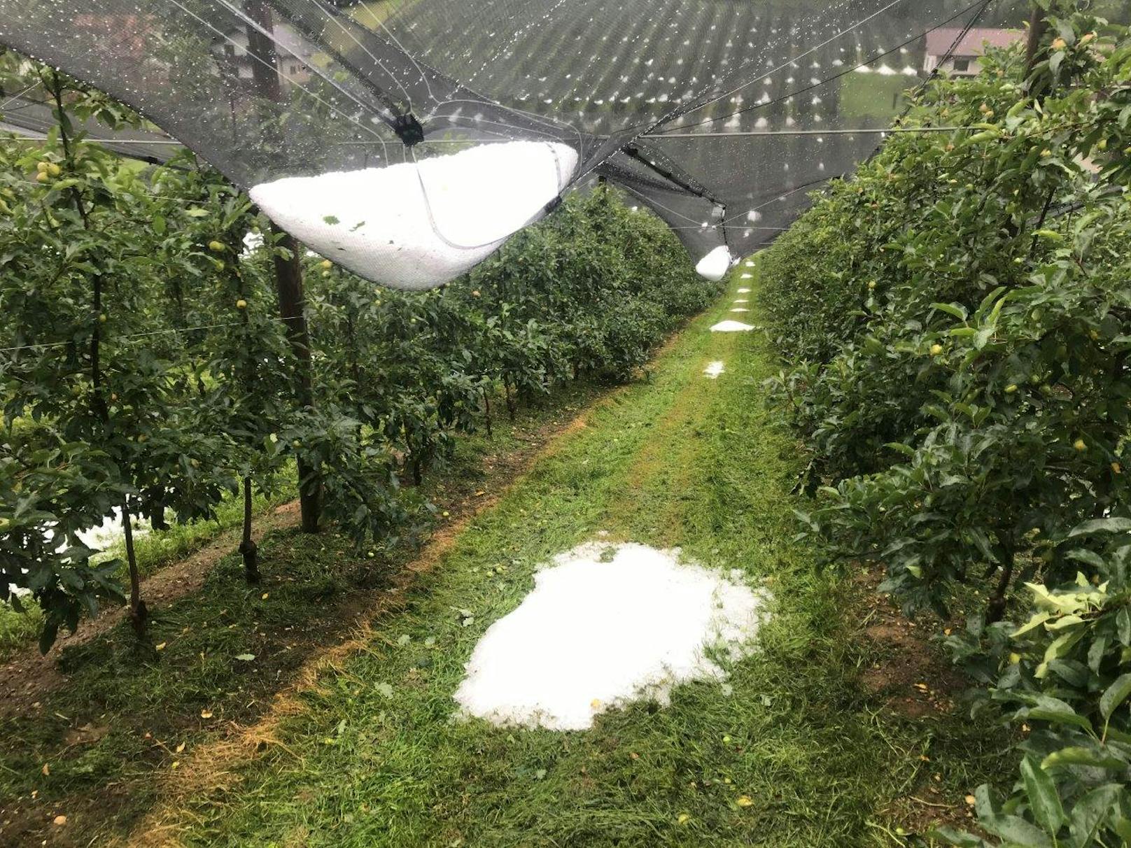 Ein riesiger Hagelhaufen in Obstschutznetzen in Markt Hartmannsdorf(29. Juni 2020)