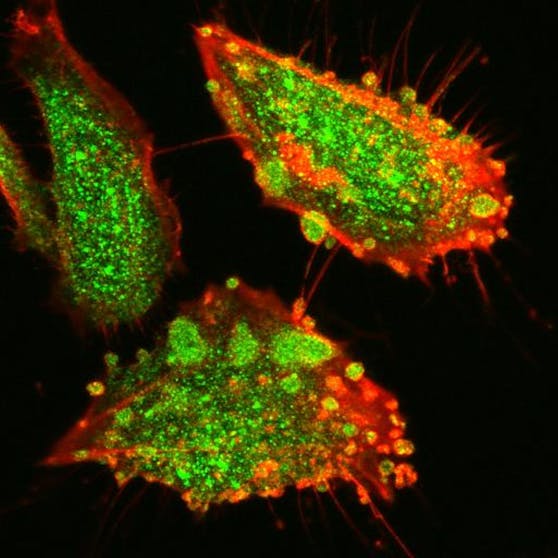 Das Vaccinia-Virus wandert entlang der Zellfäden zur Zelloberfläche.