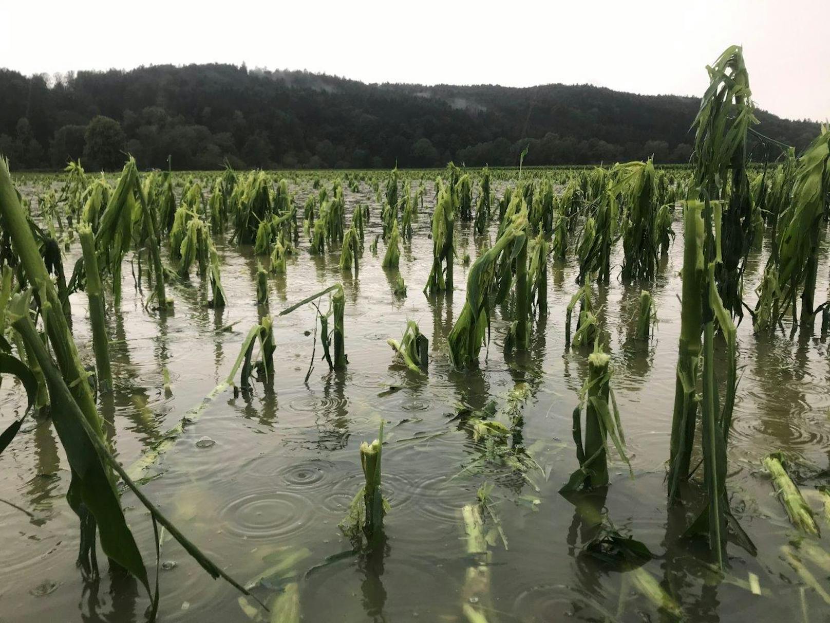 Dieses Maisfeld bei Hofstätten wurde gleich doppelt erwischt: Erst vom Hagel zerschossen, dann vom Regen überflutet (29. Juni 2020)