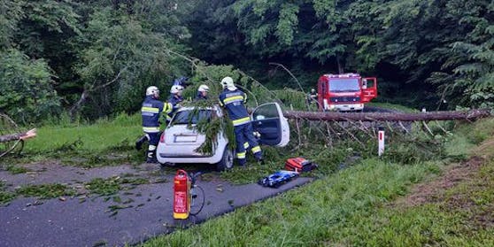 Die Fichte fiel auf ein fahrendes Auto.