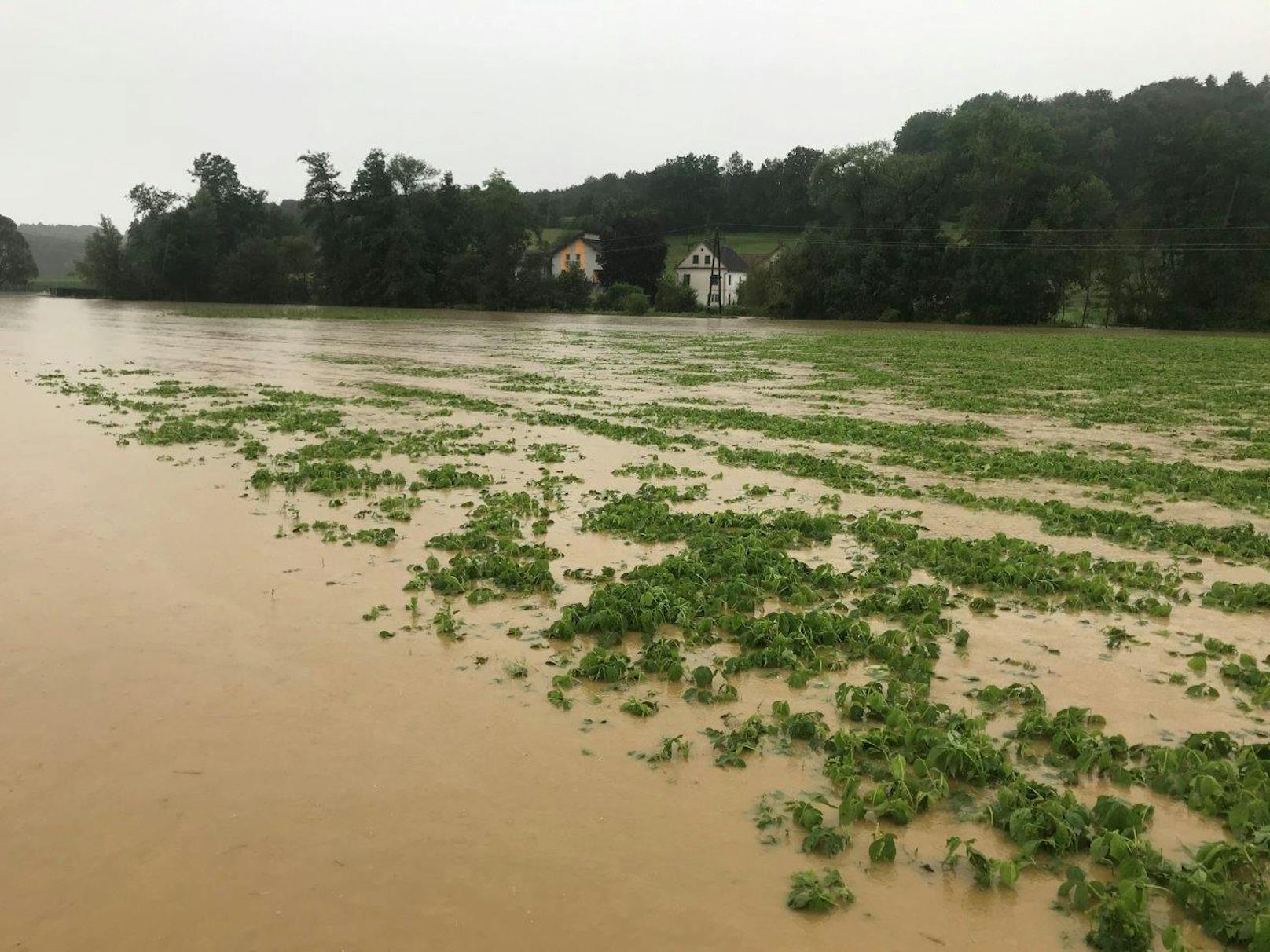 Auch in Walkersdorf standen Ackerflächen unter Wasser (29. Juni 2020)