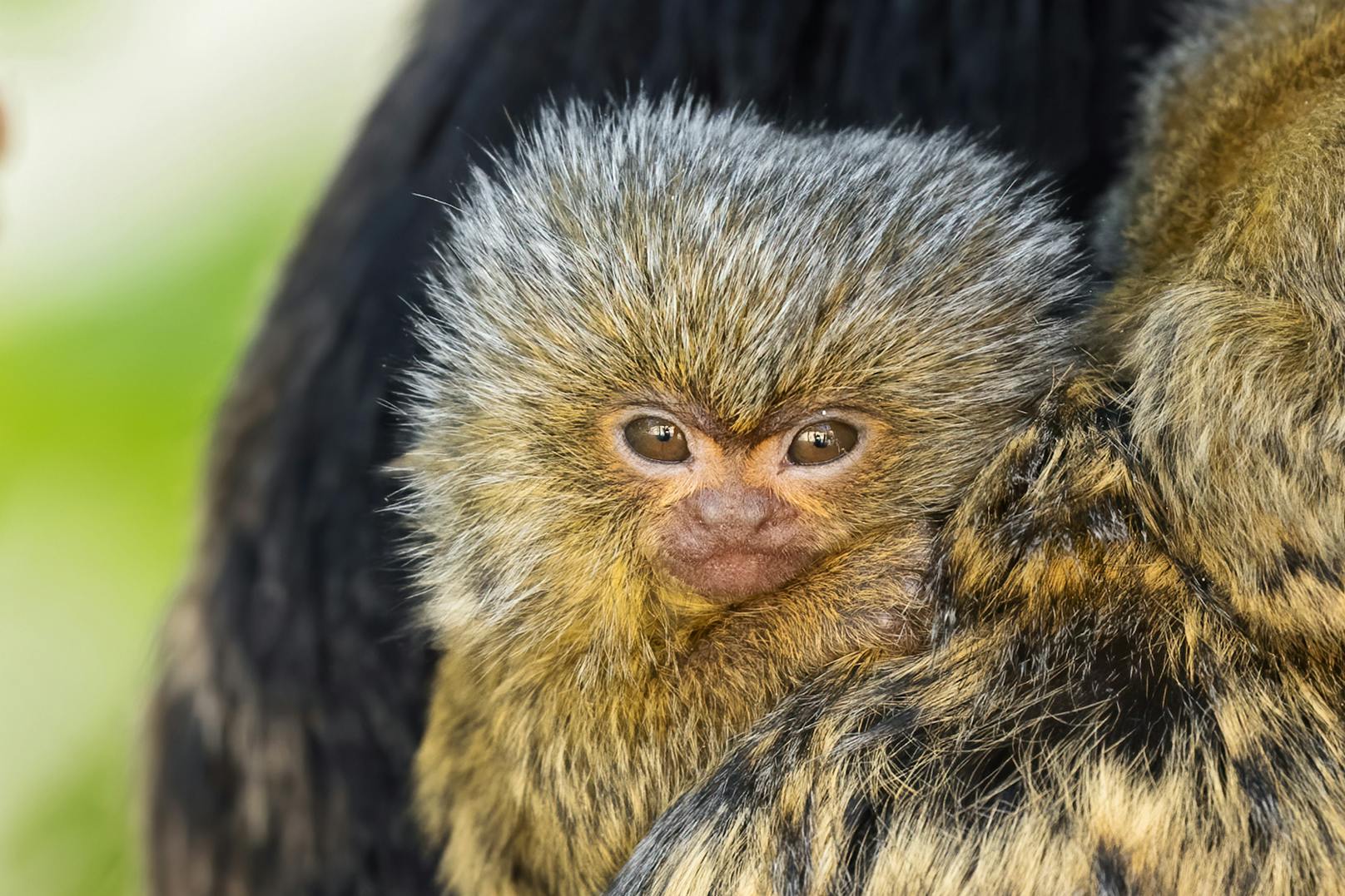 Der kleine Affe ist am 2. April zur Welt gekommen. Bei seiner Geburt war er so groß wie ein Daumen, seither ist er aber schon kräftig gewachsen.