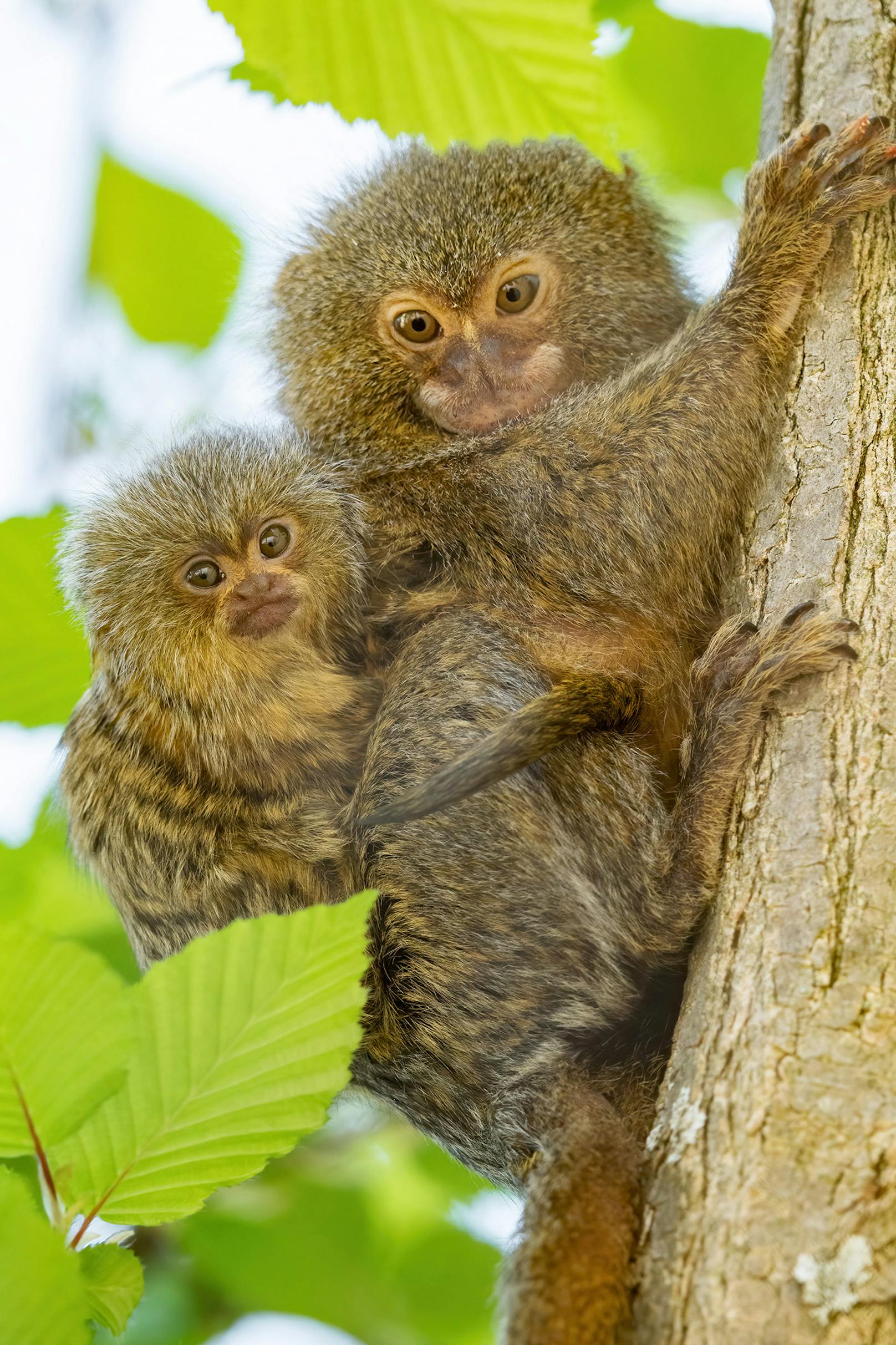 Der süße Mini-Affe liebt es, von Mama&nbsp;Timida und Papa Goliath auf dem Rücken durch das Gehege getragen zu werden.