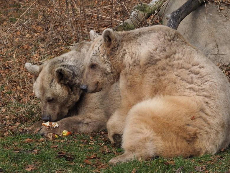 Jerry mit seinem Bruder Tom.