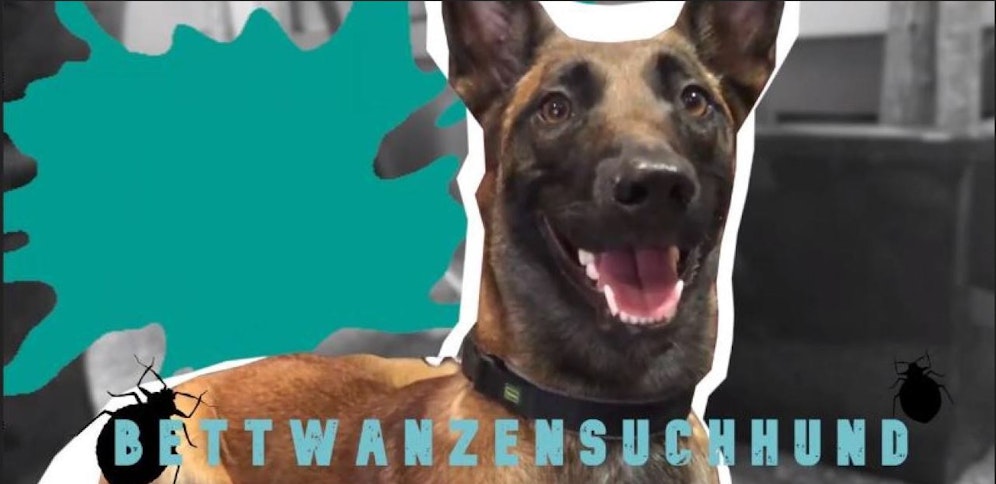 Innerhalb von nur ein paar Minuten spürt Ora Bettwanzen in Räumen auf.&nbsp; 