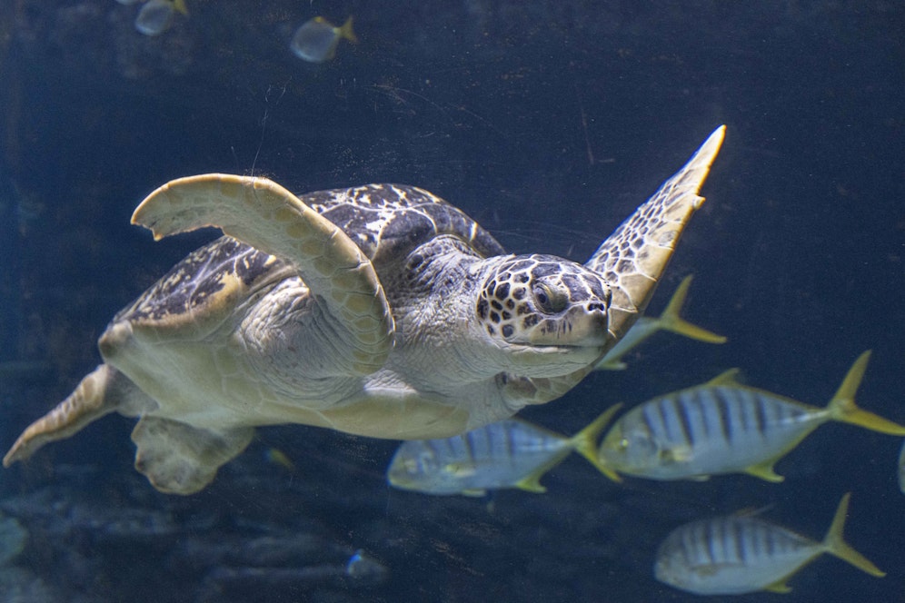 Hapie fühlt sich sichtlich wohl, in ihrem neuen Zuhause.