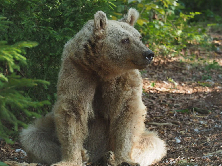 Jerry im Bärenwald Arbesbach