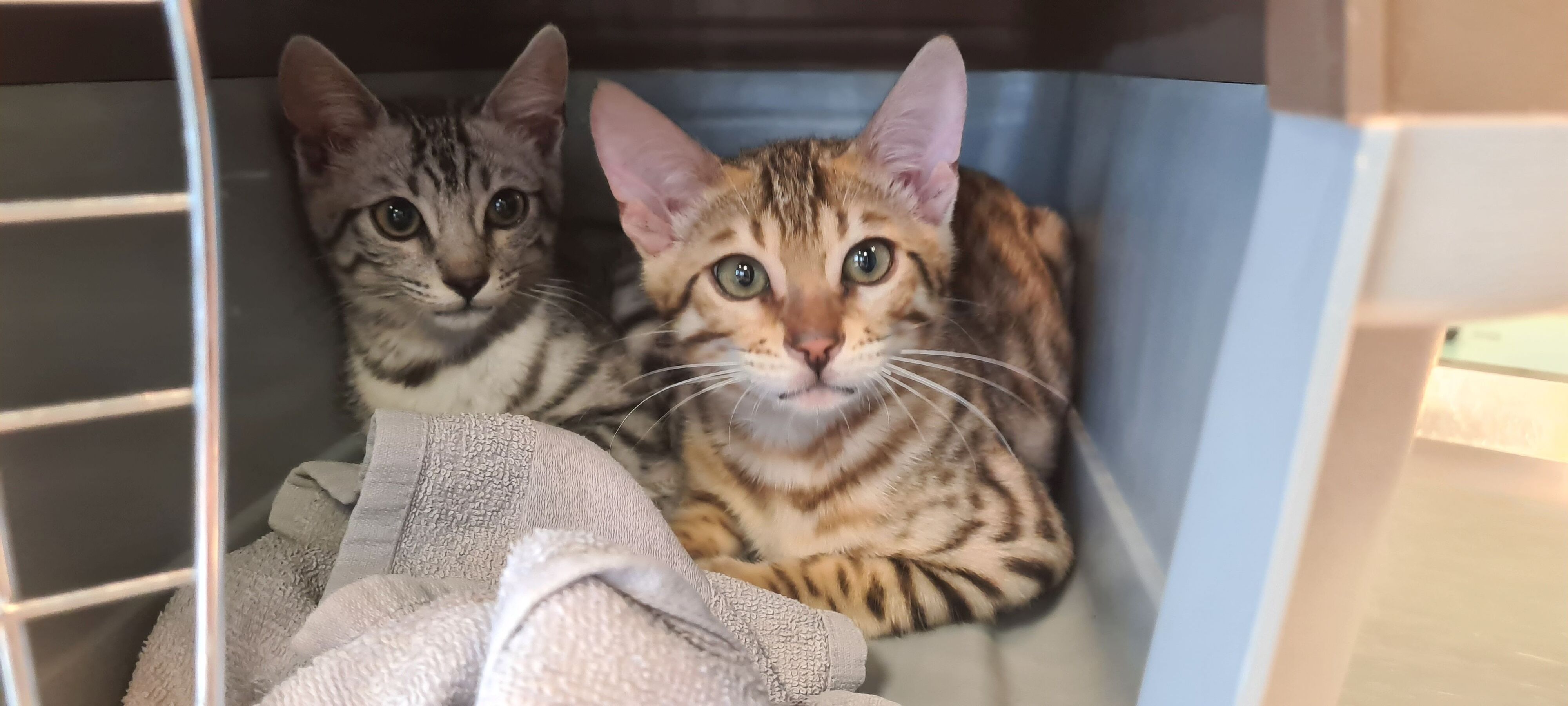 Baby-Bengalen neben Spendencontainer "entsorgt" Baby-Bengalen neben Spendencontainer "entsorgt"