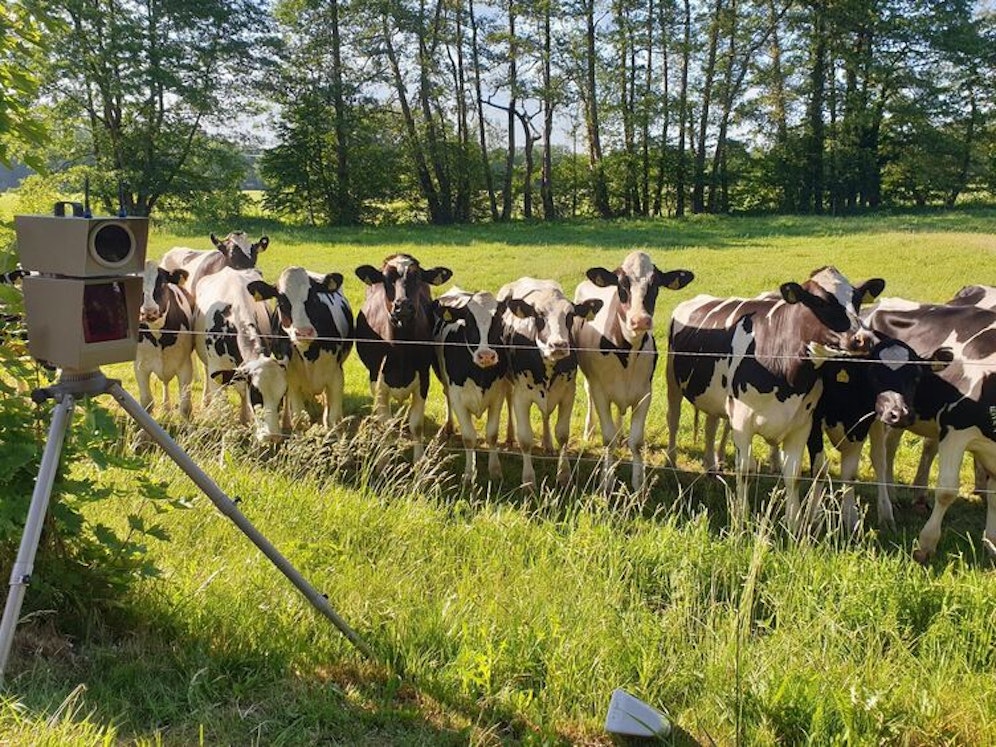 Kühe in Bielefeld starren auf Raser.